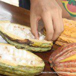 Mazorcas de cacao de la finca