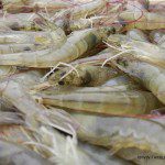 Camarones, camarones, camarones !