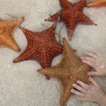 Detalle de preciosas estrellas de mar