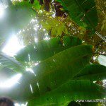 El verde y la luz combinan aquí a la perfección