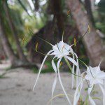 En la isla se encontraban lindas flores
