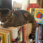 El gato de la libreria Topsy, Pura Vida