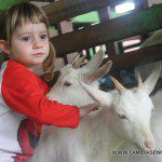 Las cabras más pequeñas de la finca Las cabras más pequeñas de la finca