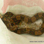 Las gallinas recibieron la visita de esta linda boa constrictor Las gallinas recibieron la visita de esta linda boa constrictor