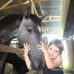 Los caballos son como un imán para los niños Los caballos son como un imán para los niños