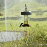 Elegantes colibrís