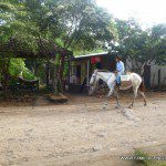 El caballo es un vehículo cotidiano en isla Ometepe