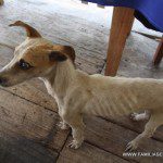 El perro está despues de cerdos gallinas
