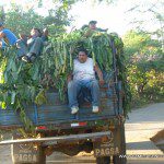 Merecido descanso tras todo el día cortando bananas