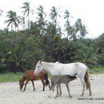 Caballos salvajes en Playa Cocles, Puerto Viejo, Costa Rica Caballos salvajes en Playa Cocles, Puerto Viejo, Costa Rica