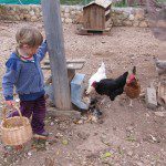 ayudando en las labores de la granja...a recoger los huevos