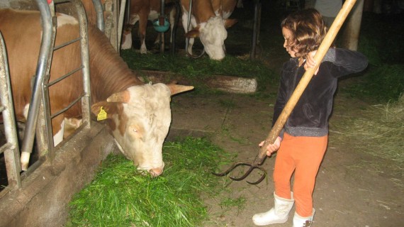 alimentando vacas