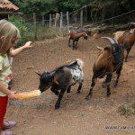 Las cabras puede decirse que ganándose el pan