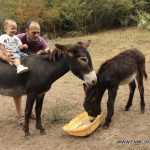 Los animales y los niños: esa conexión especial