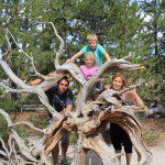 La familia en Yellowstone National Park (USA) La familia en Yellowstone National Park (USA)