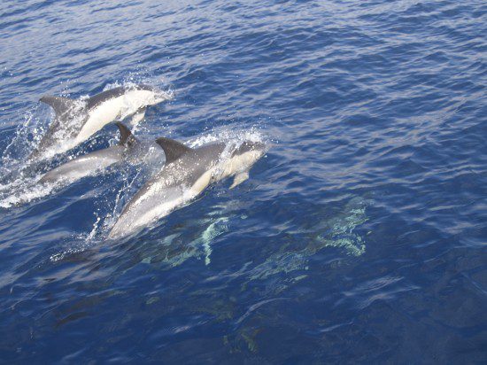 Observar delfines libres en mar abierto es siempre toda una experiencia