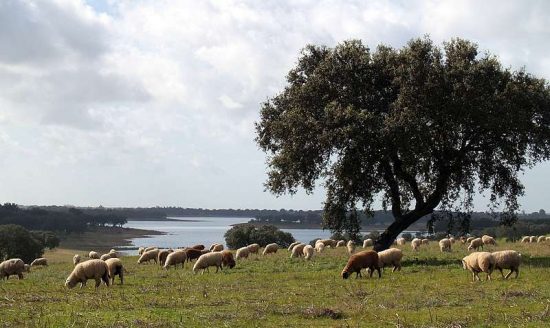 Imagen típica del campo en el interior de Alentejo.