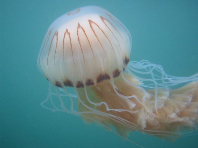 ¿Qué hacer si nos pica una medusa? Decálogo de como actuar