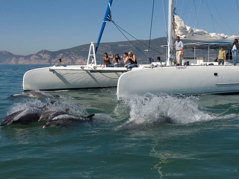 Foto cedida por Vertigem Azul sobre los avistamientos de golfinhos en primavera y verano