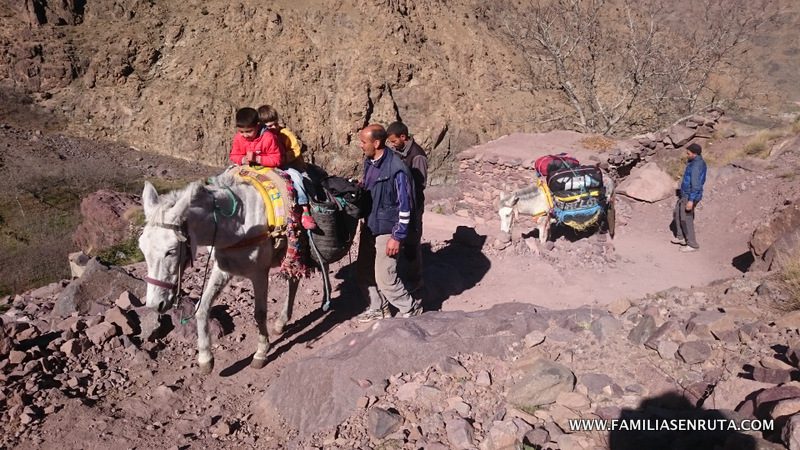 Trekking Mula Alto Atlas