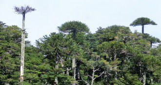 Los bosques de araucarias a aparecen en las cotas altas de las montañas