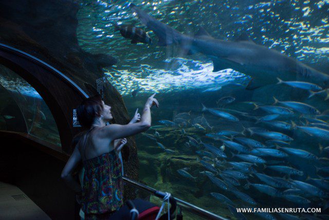 Aquarium, imprescindible en San Sebastián con niños