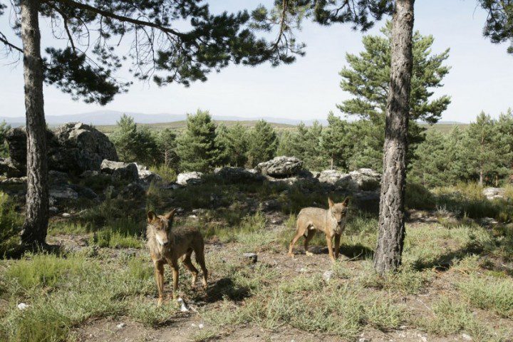 Lobos en Semilibertad, en el Centro del Lobo Ibérico