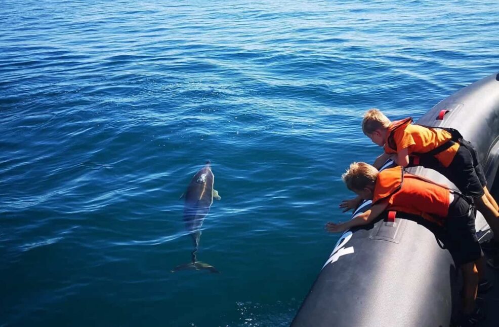 Delfines Algarve