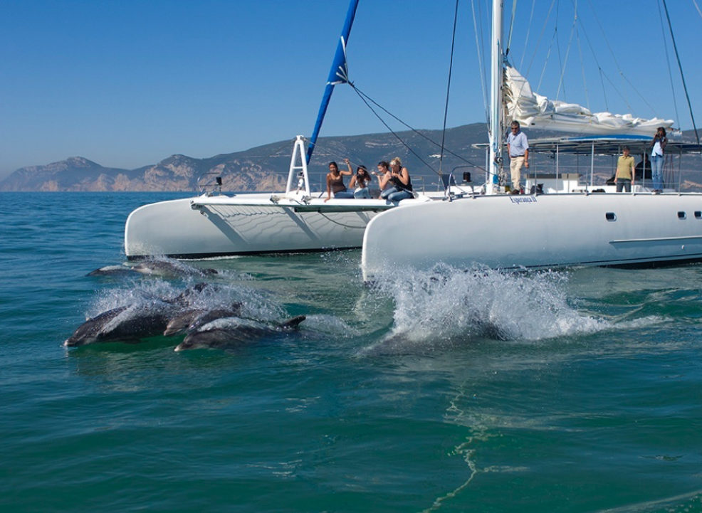 Avistamiento delfines en  Portugal famillias