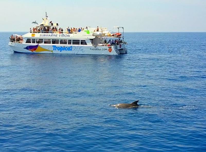 Delfines Mallorca