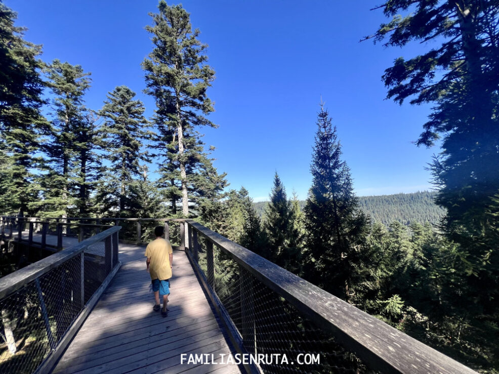 Treetop Walk Selva Negra