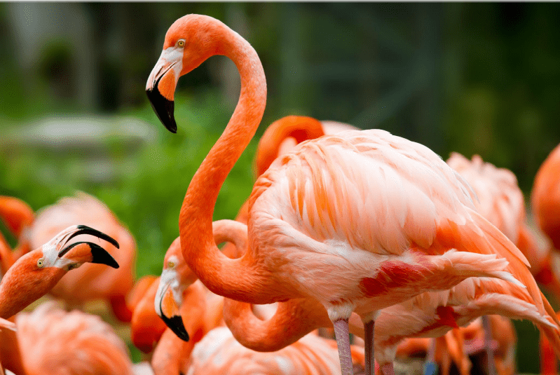 Sumérgete en la vida salvaje de Flamingo Gardens