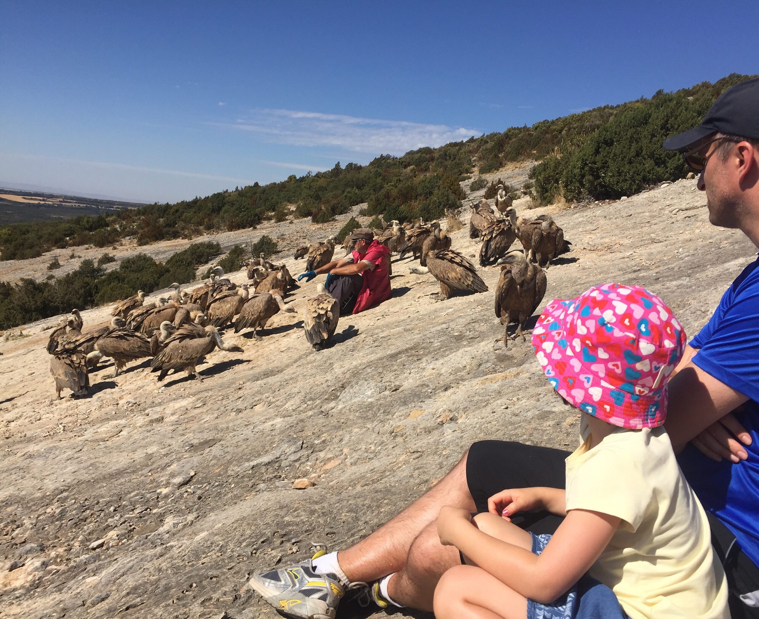 Guía para observar animales en libertad con niños en la Península Ibérica