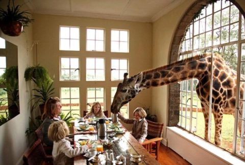 Hotel Giraffe Manor: un desayuno con jirafas en Kenia