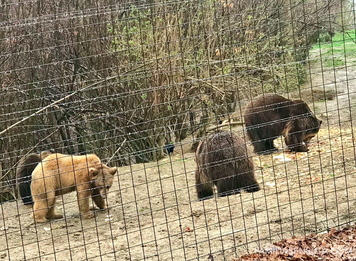 Libearty Bear Sanctuary Zarnesti