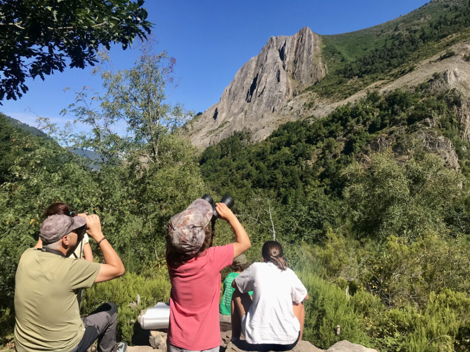 Campamentos oso pardo
