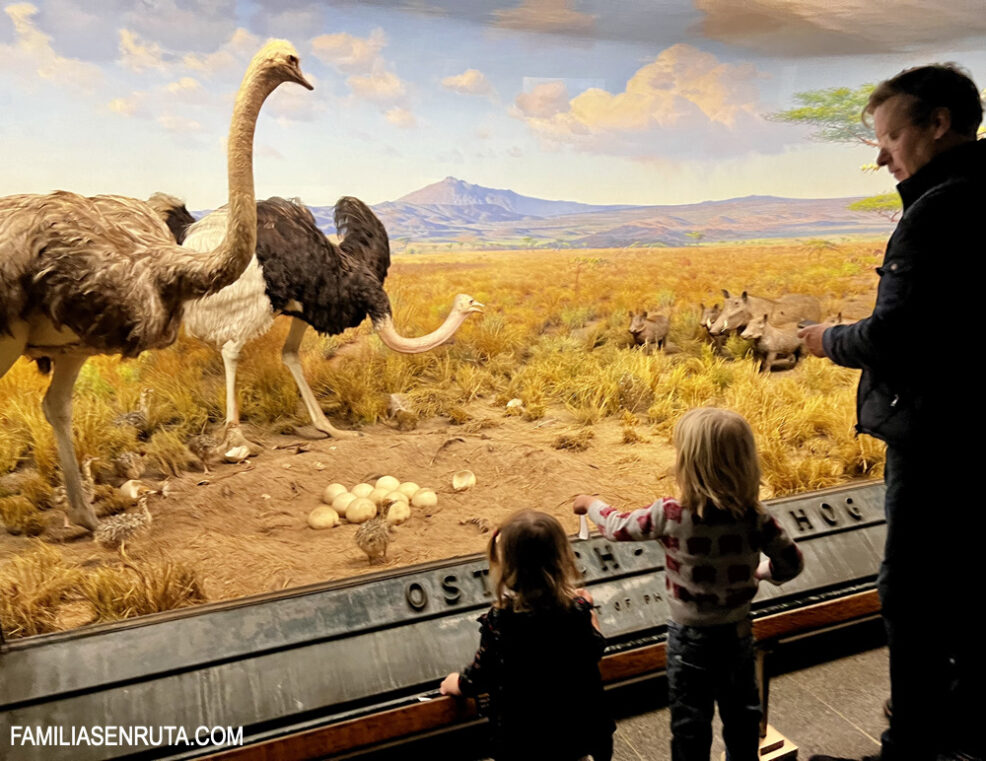 American Museum of Natural History Nueva York