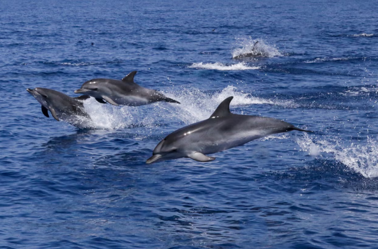 Top 12 cosas que hacer en Lanzarote con niños