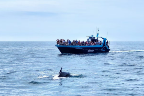 Avistamiento de delfines Algarve