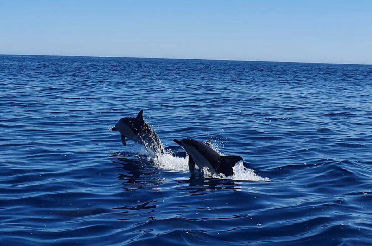 4 opciones de avistamiento de delfines en el Algarve