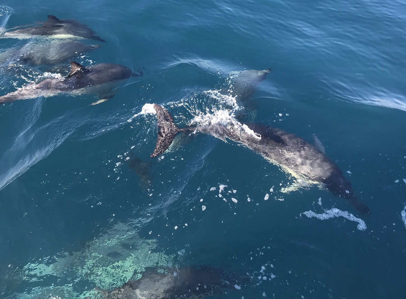 avistamiento de delfines en el Algarve