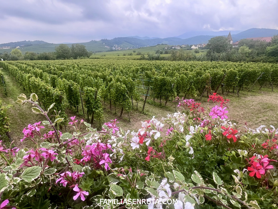 Ruta del Vino alsacia