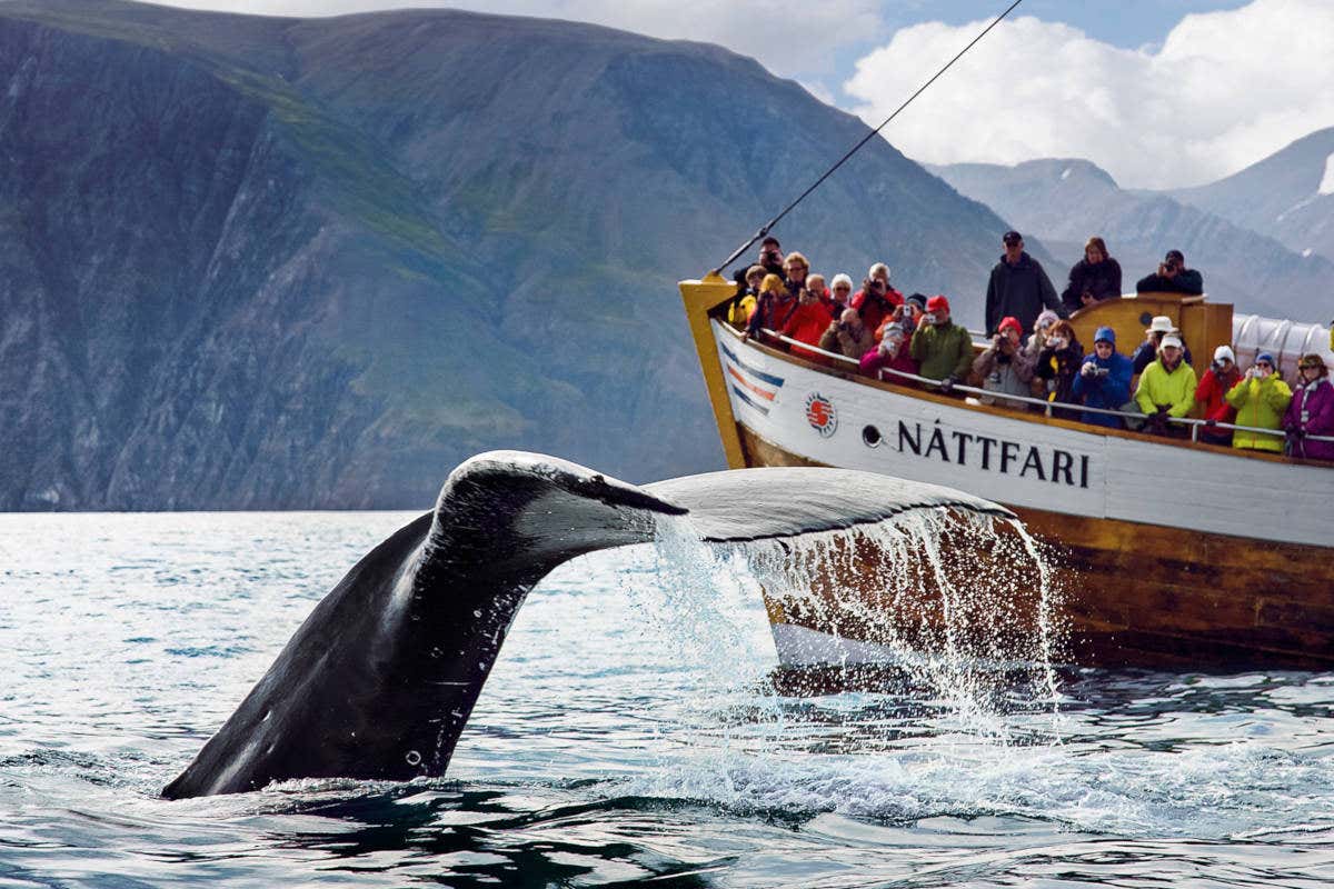 qué hacer en Islandia con niños