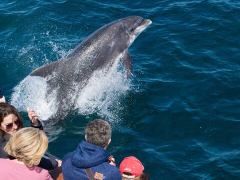 Avistar delfines en familia