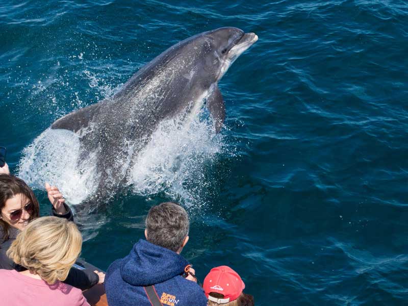 Avistar delfines en familia