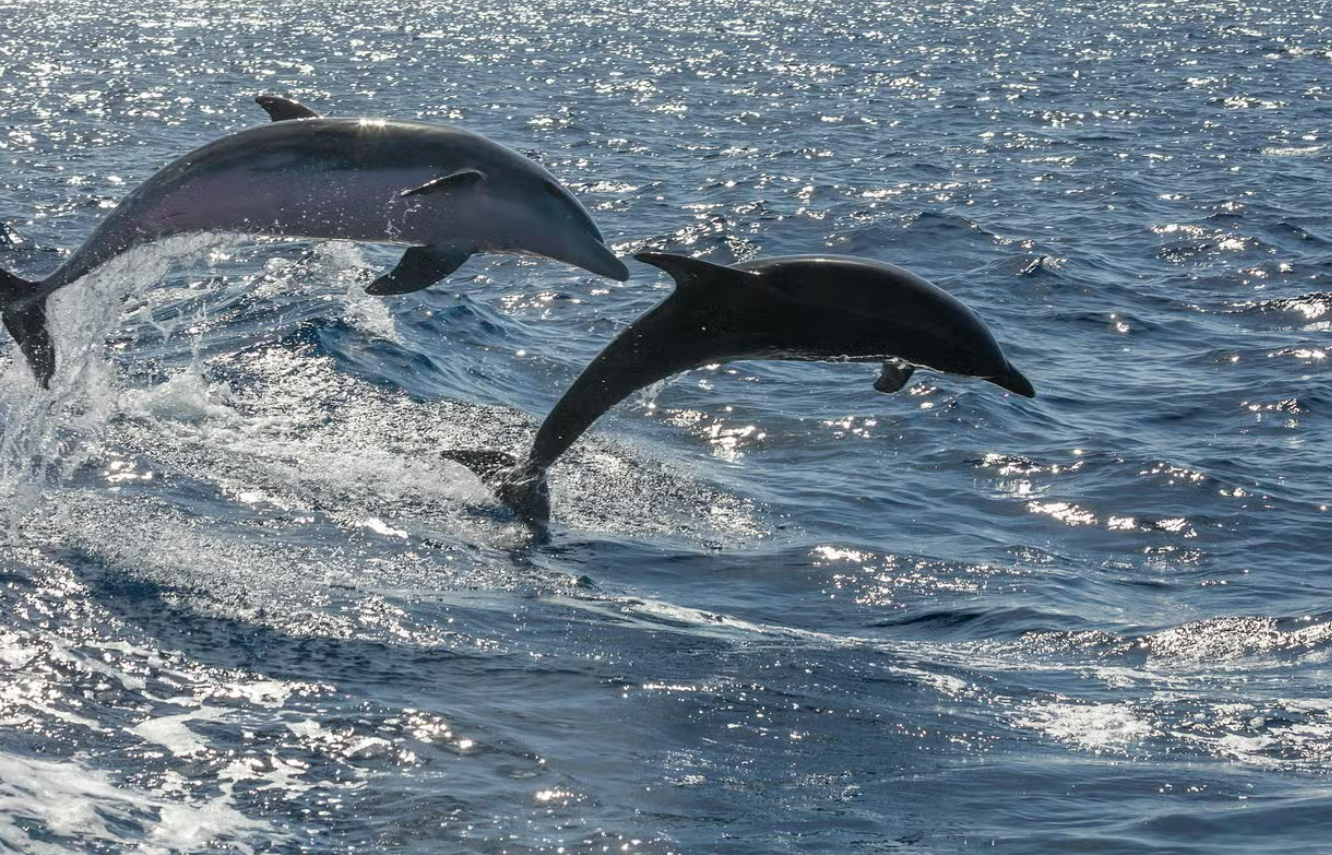 Fuerteventura con niños en 12 planes para no perderse