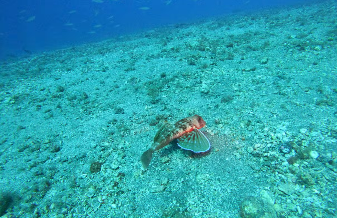 Fuerteventura con  niños buceo